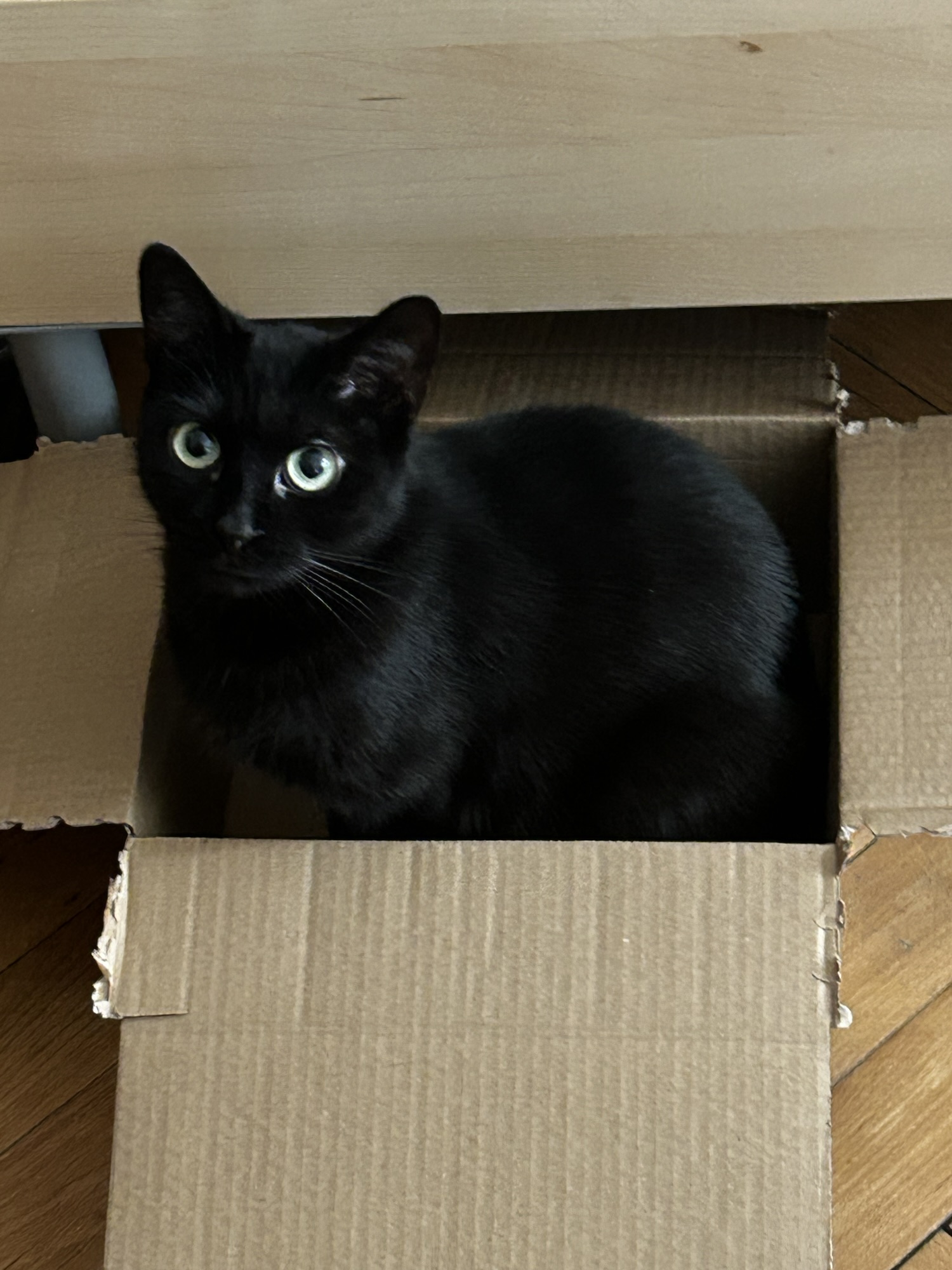 A crafty (and catty) introduction